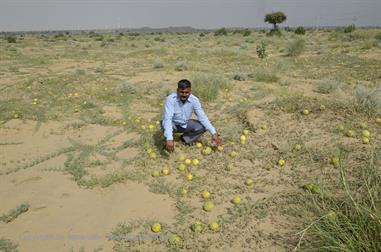 01 PKW-Reise_Jaisalmer-Kuri_DSC3317_b_H600